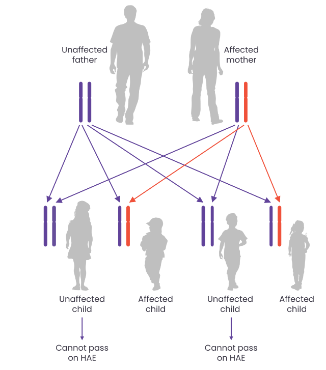 Inheritance of HAE